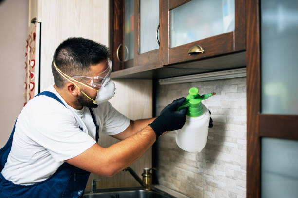 Best Mosquito Control Services  in Rolling Meadows, IL
