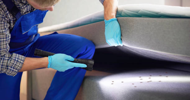 Best Flea Control Services  in Rolling Meadows, IL