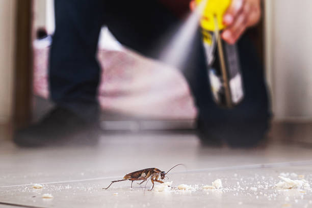 Best Pest Control Near Me in Rolling Meadows, IL